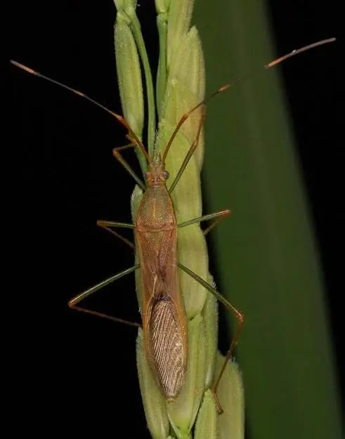 Rice ear head bug